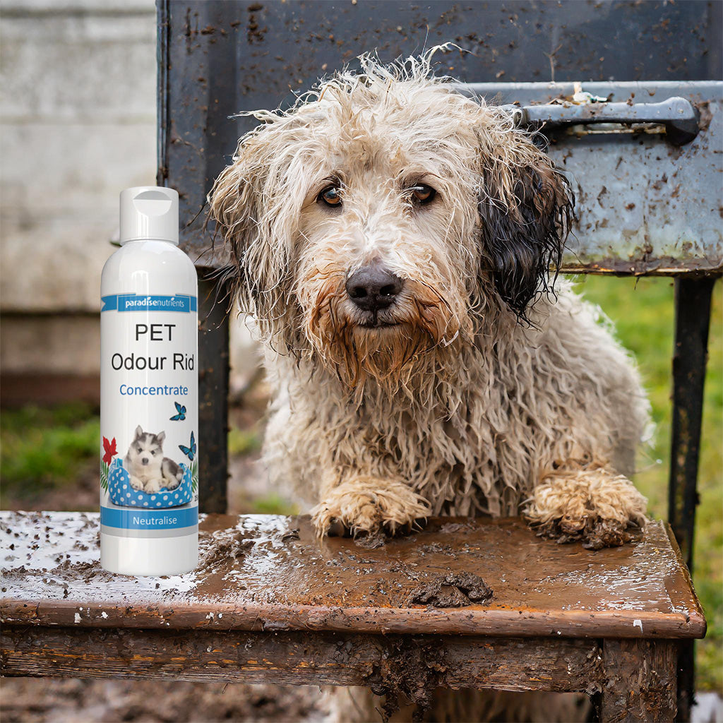 Pet Odour Rid Concentrate